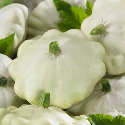 Picture of Squash Custard White Disco (Patty Pan Bush Type)